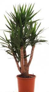 Yucca rostrata p30 h120