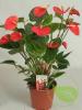 Anthurium andreanum p21 h85 planta flamingo