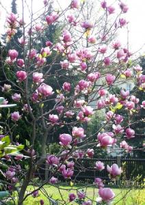 Magnolia soulangeana lennei c. 300