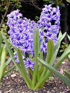 Hyacinthus oval zink 7pp p23 h25