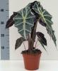 Alocasia polly h17 p40