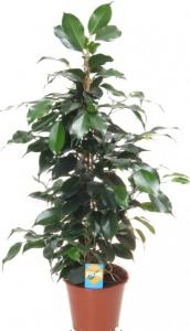 Ficus benj. mix p14 h60