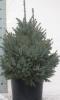 Picea omorika p28 h90 molid