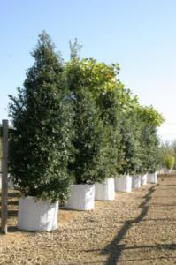 Quercus ilex c50 10-12 cone