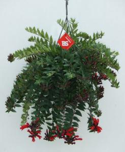 Aeschynanthus mona lisa/xima p14