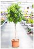 Ficus be. lacia p30 h150