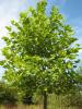 Platanus acerifolia c. 35-40 platan