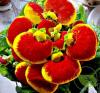 Calceolaria mix p10 h25 papucii doamnei