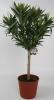 Nerium oleander c18 100/125 leandru