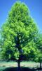 Quercus palustris c130 25/30 stejar de balta