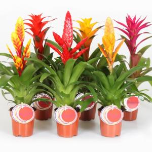 Bromelia mix p9 h45