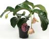 Medinilla magnifica p19 h55