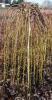 Salix caprea pendula c18 1/2st salcie