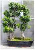 Bonsai ficus mi ginseng p43 h140 &lt;&gt;