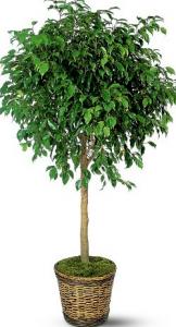 Ficus benjamin exotica p60 h350