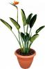 Strelitzia reginae p34 h160 pasarea