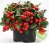 Gaultheria procumbens p13 h22