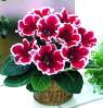 Gloxinia siningia p10