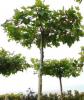 Platanus acerifolia c300 25/30 tetto platan