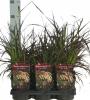 Pennisetum rubrum p17 h60