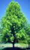 Quercus robur c130 25/30 stejar