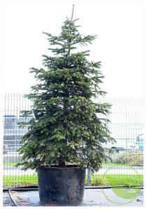 Abies nord p29 h160
