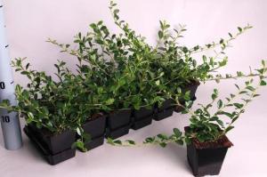 Cotoneaster dameri miranda p9 h25