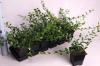 Cotoneaster dameri miranda p9 h25