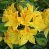 Azalea golden sunset 70/80 c70