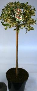 Ilex aquifolium argentea marg. 40/50 1/4st