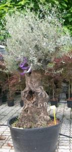 Olea europea bonsai  125/150