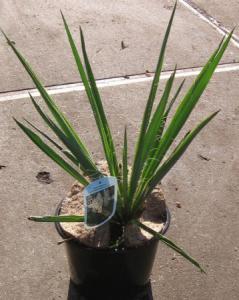 Yucca filamentosa c7