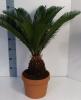 Cycas 12+ leaves p19