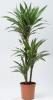 Dracaena warneckii/compacta/bicolor 90-60-30 p24