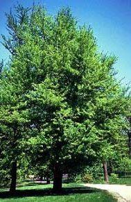 Ginkgo biloba c. 500/+ copacul vietii