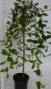 Salix caprea pendula c 200-250 salcie