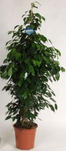 Ficus benjamina danielle/midnight lady p27 h165