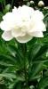 Paeonia gemengd p15 h40 bujor