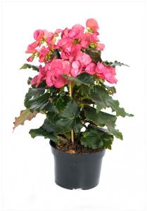 Begonia mix 4kleu p13 h30 &lt;&gt;