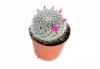 Mammillaria p8 h12 cactus