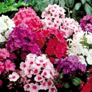 Phlox mix p9 brumarele