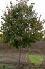 Tilia arg. brabant 200/250  c35 ltei