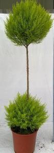 Cupressus macr. goldcrest pc25 150-175 pon-pon