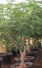 Ficus carica c15 06-08 smochin