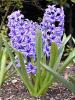 Hyacinthus oval zink 8pp p30 h15