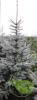 Picea pungens edith c160  200/250 molid argintiu