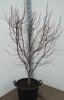 Acer palm. bloodgood c25 150-175 artar