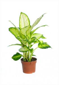 Dieffenbachia mix p14 h45