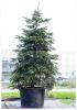 Abies nordmaniana c70 200/250 brad