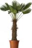 Trachycarpus wagnerian p45 h200 palmier